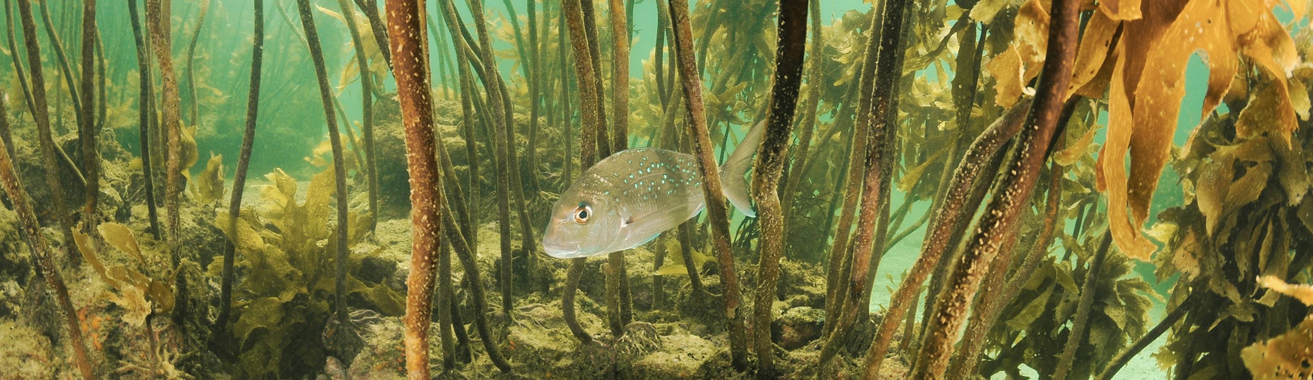 Australasian Snapper In Kelp Forest
